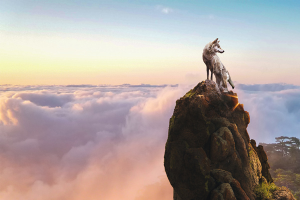 新時代的狼性精神！