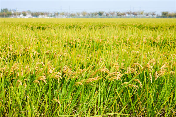 制造業(yè)分析：再這樣熱下去，全球的早餐都“懸了”