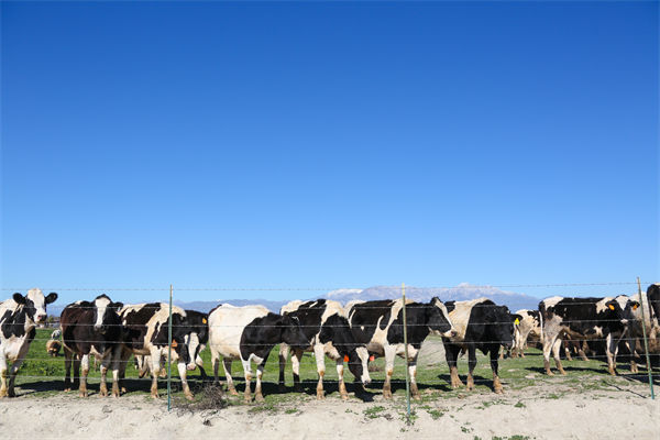 常溫純牛奶中禁止添加復(fù)原乳，集成供應(yīng)鏈怎么看？